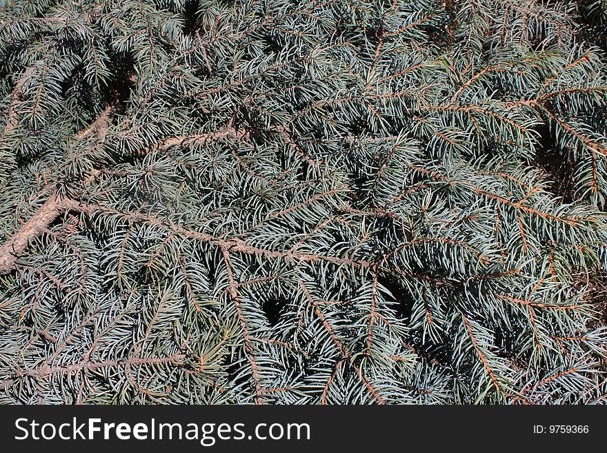 Green spruce boughs for a background. Green spruce boughs for a background