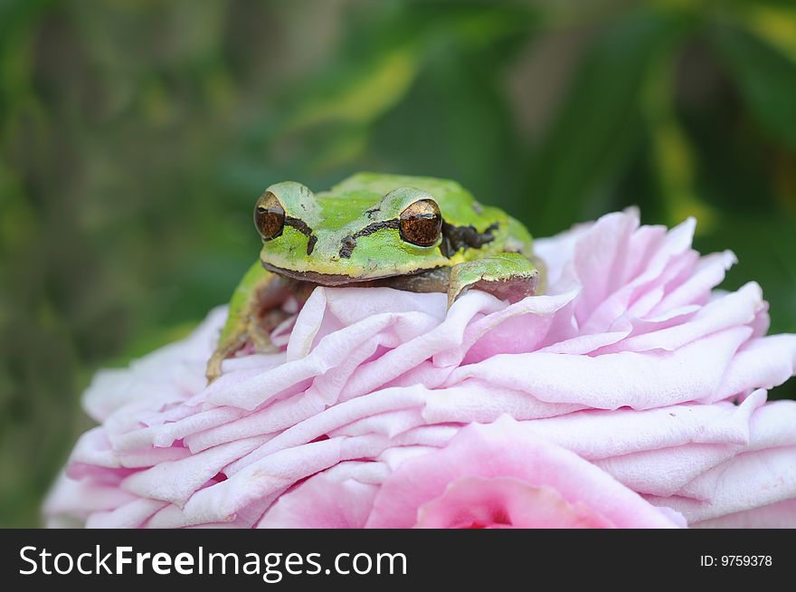 Rain forest tree frog on a pink rose