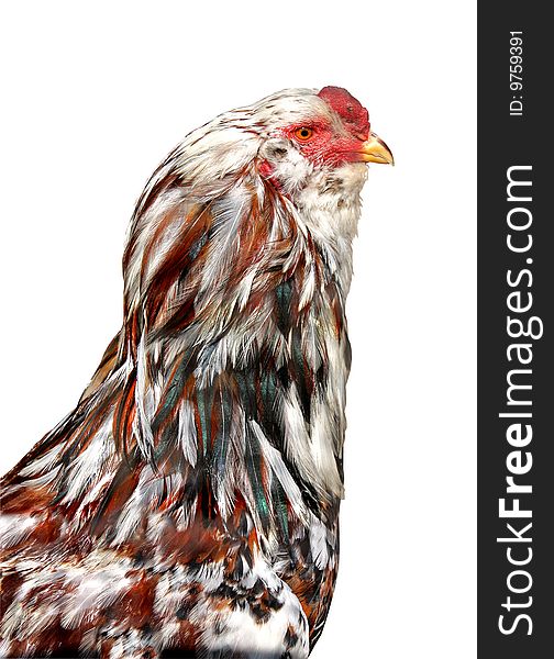 She is the hen isolated on a white background