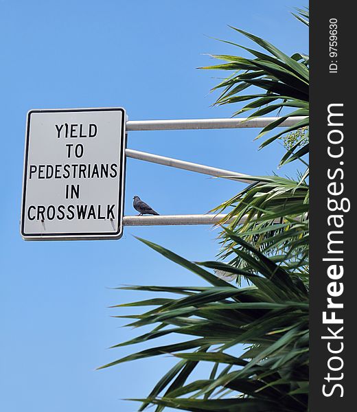 A bird is perched on a yield to pedestrian sign near some palm trees.