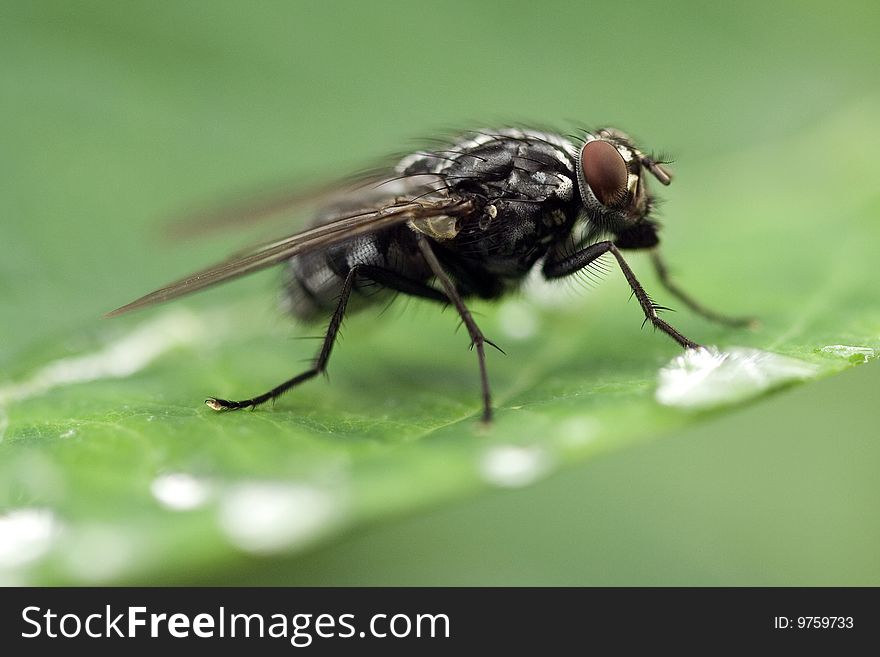 A close up of a fly. A close up of a fly