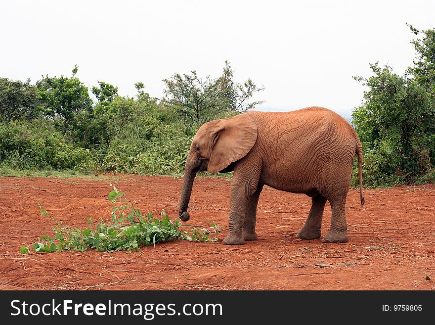 A small elephant eating in Kenia Afrika