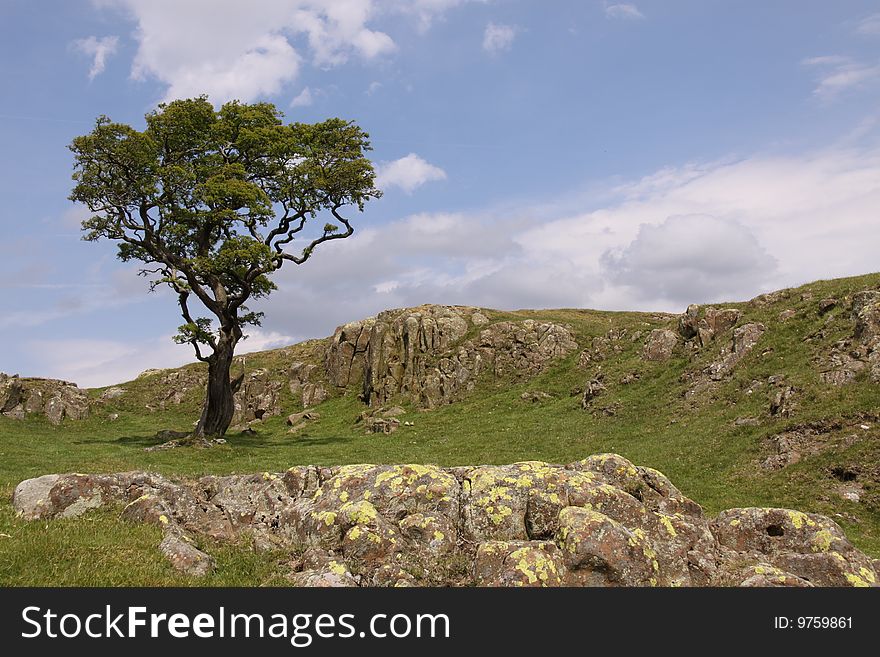 TREE AND ROCKS ON A HILL WITH SKY. TREE AND ROCKS ON A HILL WITH SKY