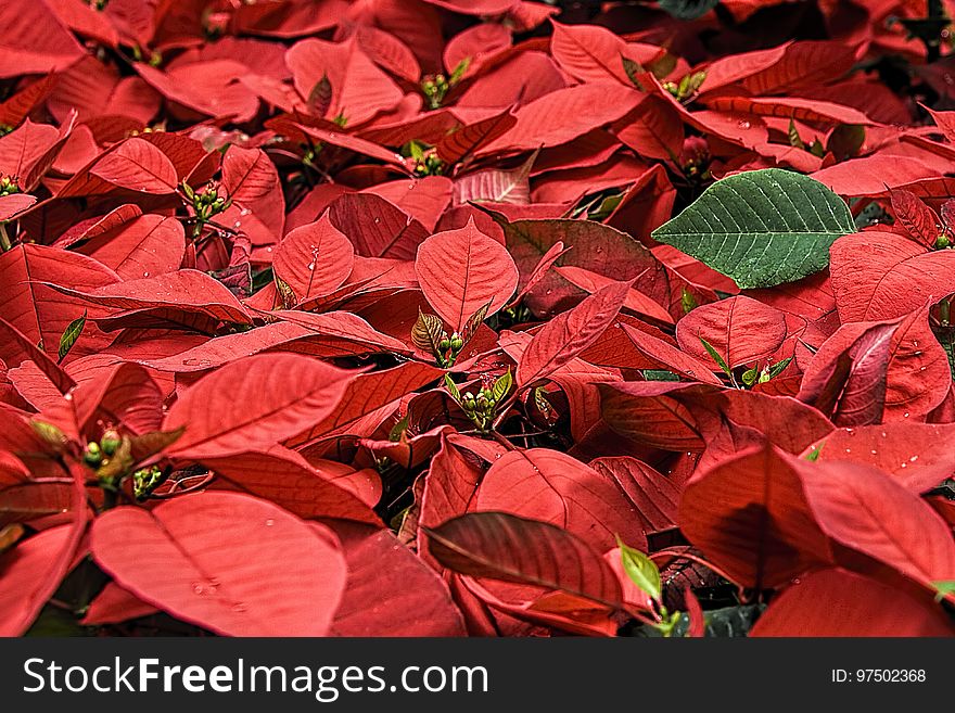 Red, Leaf, Flora, Plant