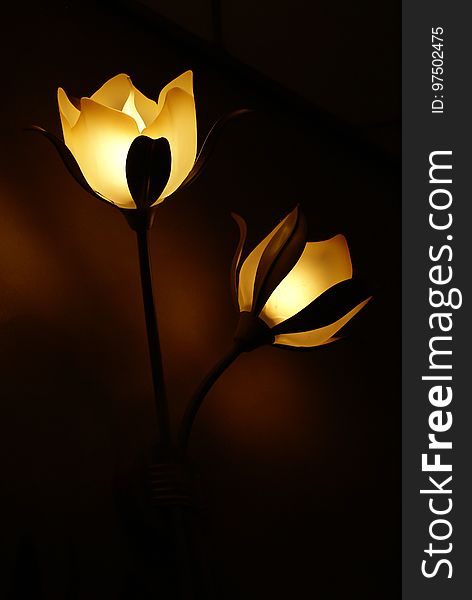 Flower, Lighting, Still Life Photography, Light