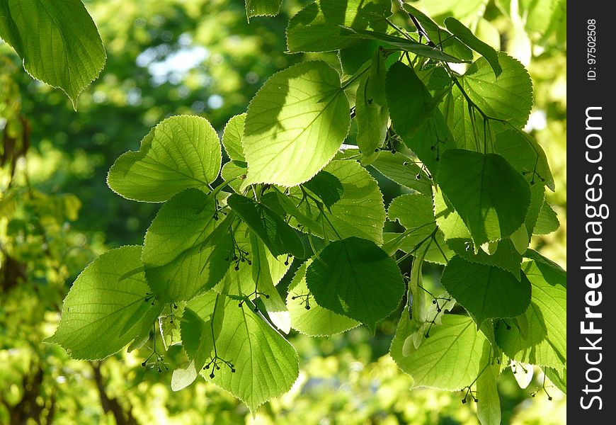 Leaf, Plant, Tree, Branch
