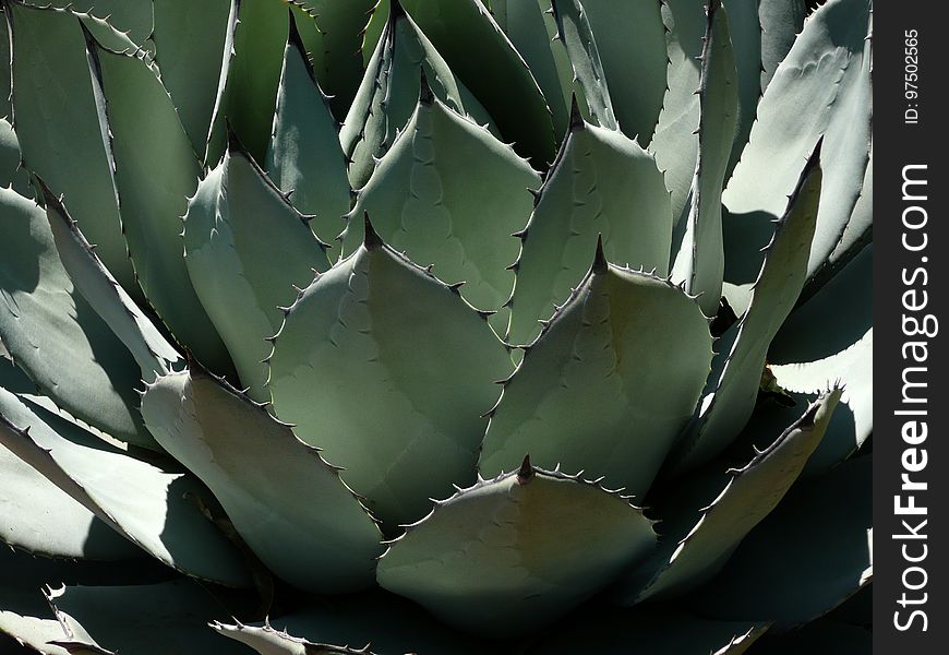 Plant, Agave, Leaf, Agave Azul