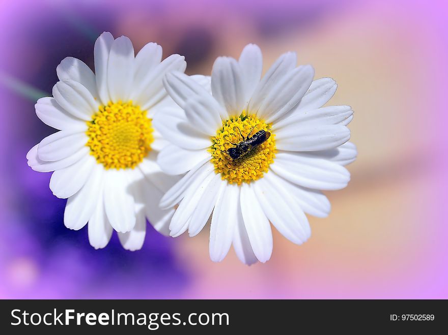 Flower, Oxeye Daisy, Close Up, Flora
