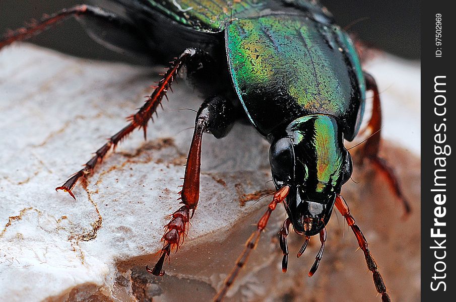 Insect, Invertebrate, Beetle, Close Up