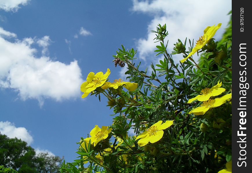 Yellow potentilla fruticosa bush, sky in background. Common names Coronation Triumph.