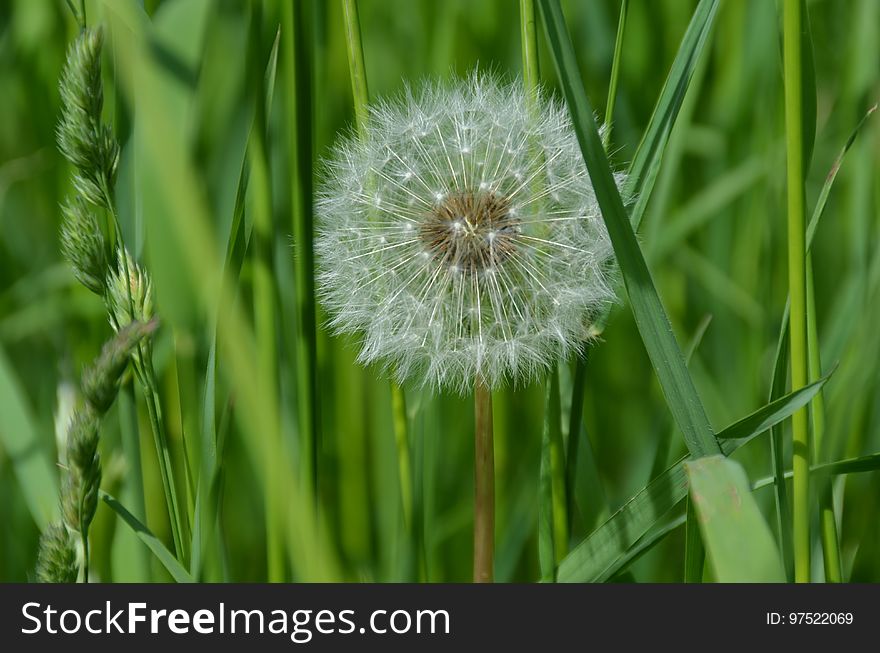 Dandelion, Flower, Grass, Flora
