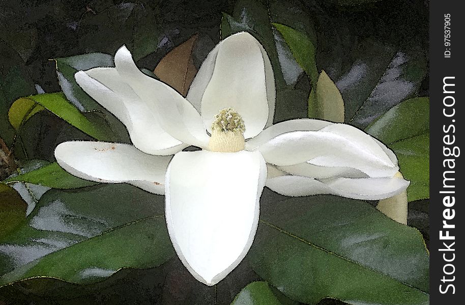 NC 10 - MAGNOLIA BLOSSOM &#x28;Magnolia grandiflora&#x29; &#x28;June 2017&#x29; -WATERCOLOR