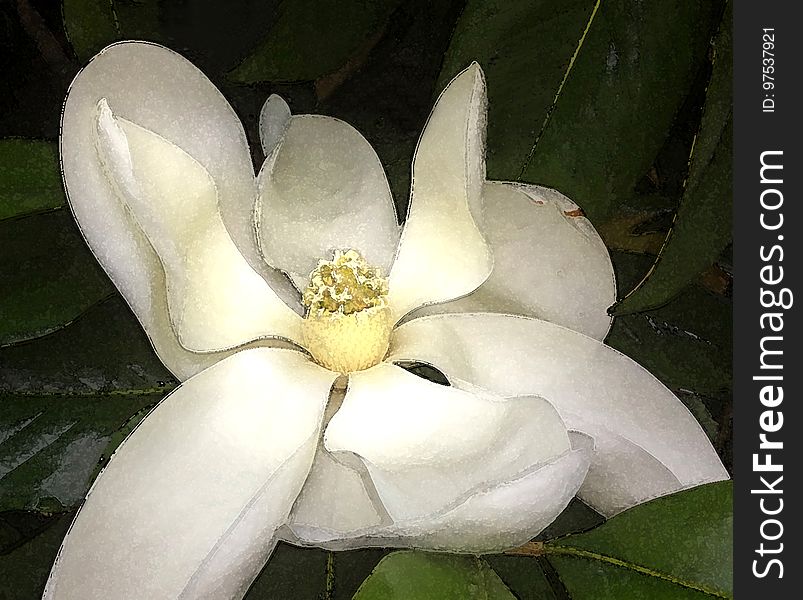 NC 11 - MAGNOLIA BLOSSOM &#x28;Magnolia grandiflora&#x29; &#x28;June 2017&#x29; - WATERCOLOR
