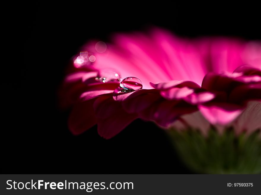 Flower, Pink, Flora, Petal