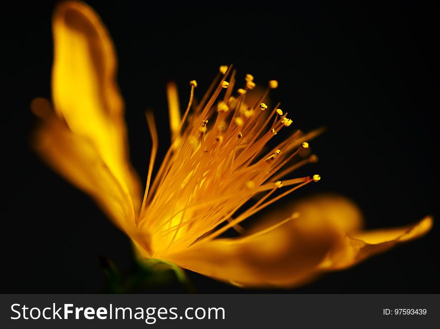 Yellow, Flower, Macro Photography, Close Up