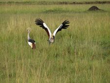 East African Crowned Crane Royalty Free Stock Photos East African Crowned Crane Royalty Free Stock Photos