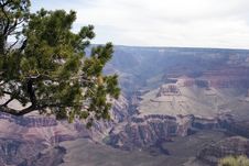 Grand Canyon Tree Stock Photos
