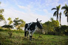 Cuban Countryside Stock Images Cuban Countryside Stock Images