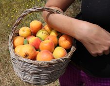 Fresh Apricots Stock Photos