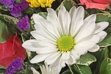 White Daisy Royalty Free Stock Photo