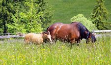 Mother And Chlid Grazing Stock Photography Mother And Chlid Grazing Stock Photography