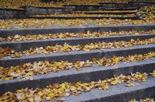 Outdoor Stairway With Yellow Fallen Leaves Royalty Free Stock Photos Outdoor Stairway With Yellow Fallen Leaves Royalty Free Stock Photos