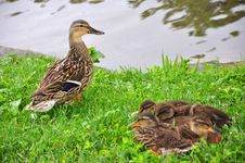 Duck And Ducklings Stock Photo