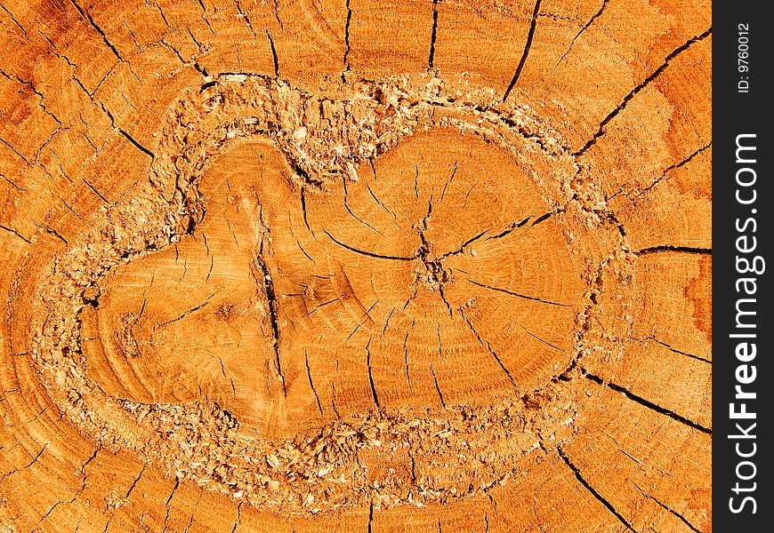 Cut of a tree an oak Ð°bstract background