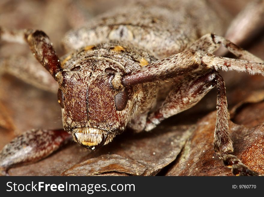 Lonhorn beeetle (Acanthocinus aedilis) closeup. Lonhorn beeetle (Acanthocinus aedilis) closeup