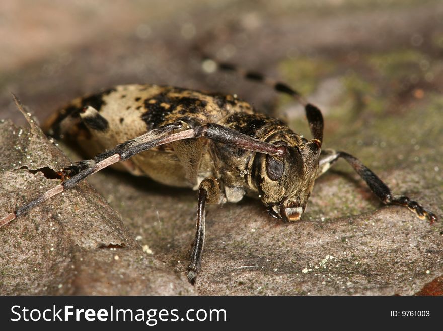 Cerambycid beetle (Leiopus nebulosus) on a pine trunk. Cerambycid beetle (Leiopus nebulosus) on a pine trunk