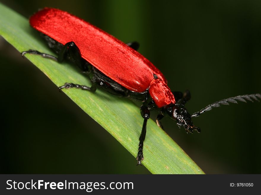 Cardinal Beetle (Pyrochroa coccinea) on grass