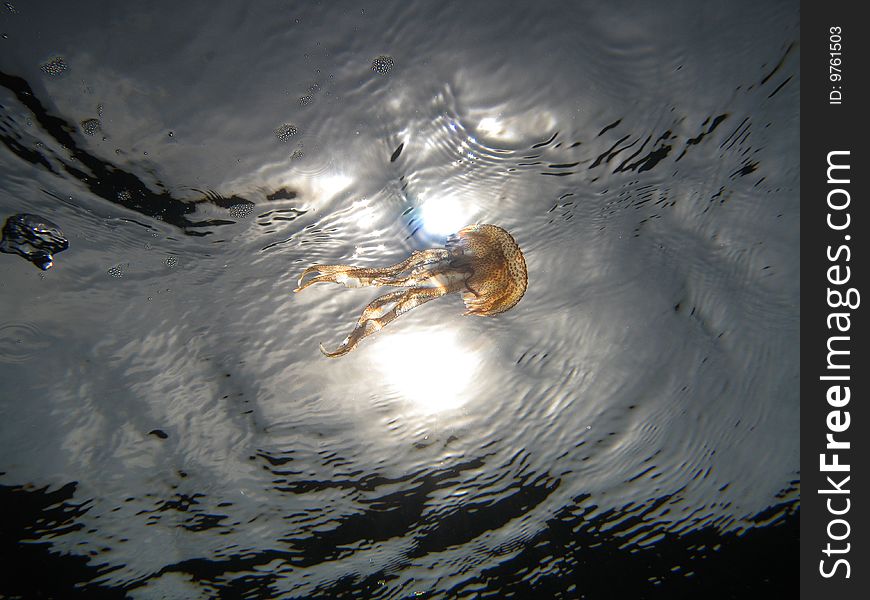 A â€œNocticula Pelagiaâ€ Jellyfish back-light. A â€œNocticula Pelagiaâ€ Jellyfish back-light.