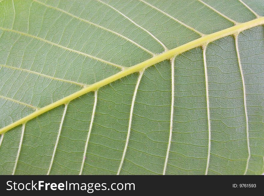 Arboreal green leaf on a white background