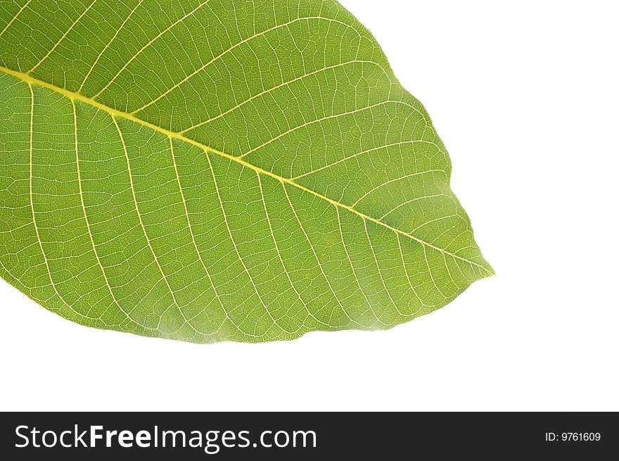 Arboreal green leaf on a white background