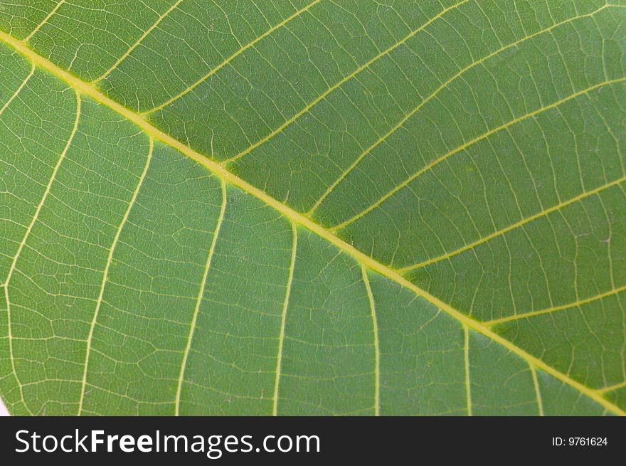 Arboreal green leaf on a white background