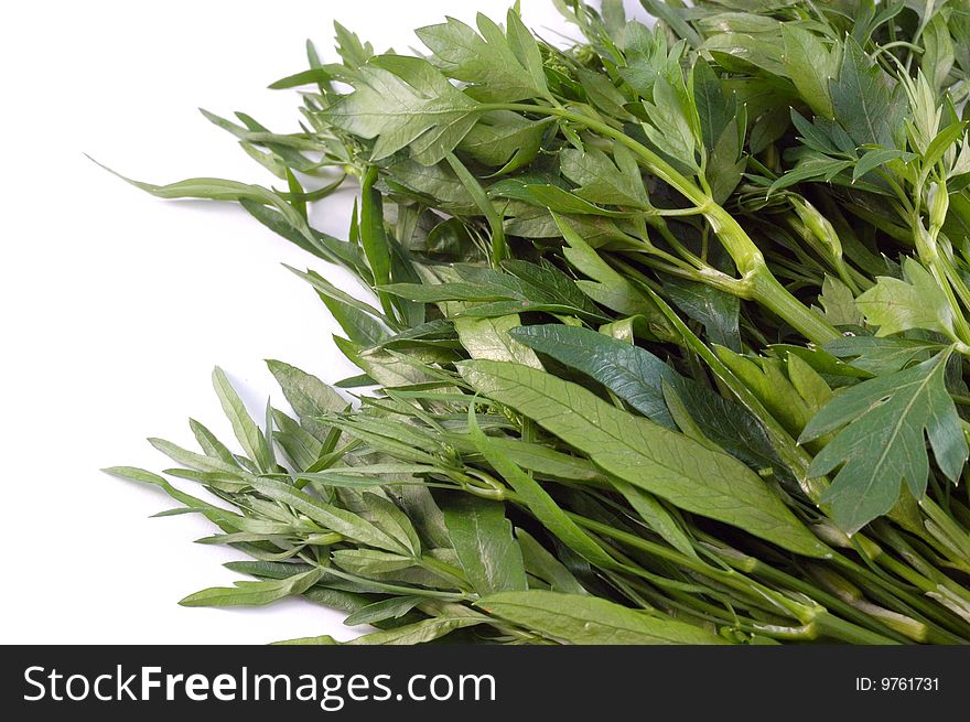 Green parsley on a white background