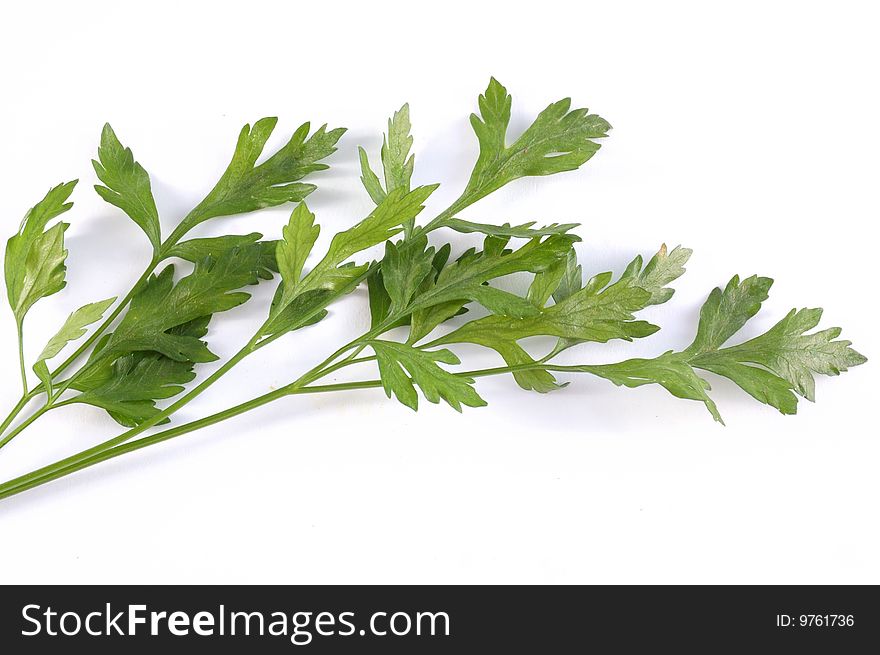 Green parsley on a white background