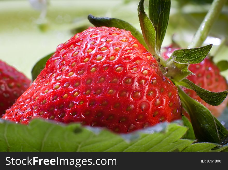 Close-up of ripe strawberries and flowers on green leafs. Close-up of ripe strawberries and flowers on green leafs