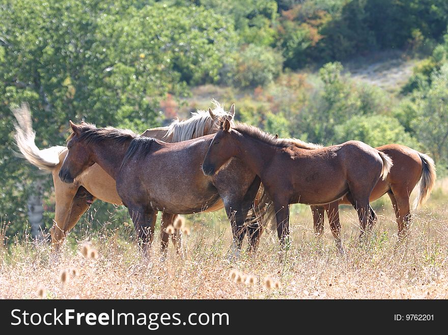 Free horses herd resting in the dry grass. Free horses herd resting in the dry grass