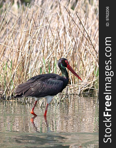 Black Stork Ciconia nigra feeds on amphibians and insects. Black Stork Ciconia nigra feeds on amphibians and insects