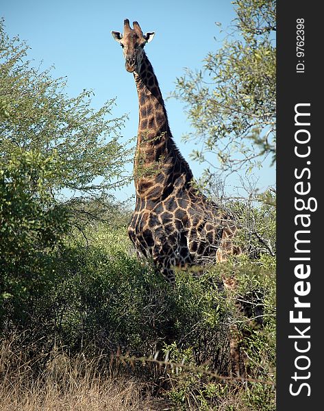 A Giraffe, photographed in the wild, South Africa.