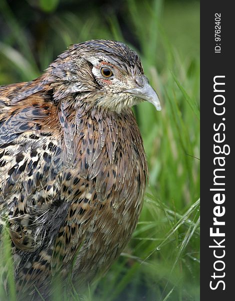 Female Pheasants foreground, Phasianus colchicus. Female Pheasants foreground, Phasianus colchicus