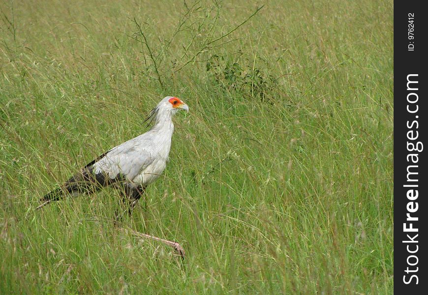 A secretary bird walks though the grass reeds in the savannah of Botswana.