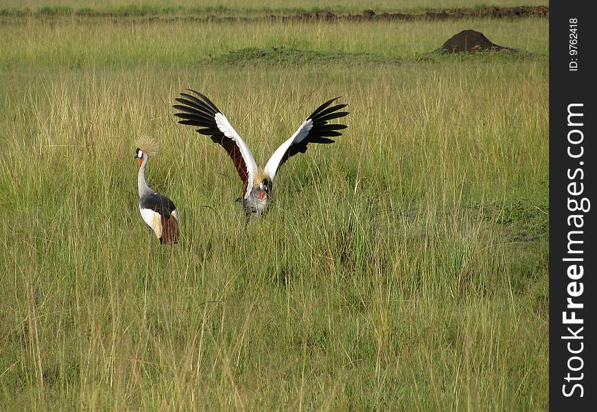 East African Crowned Cranes are in their natural habitat in Botswana in the grasslands.