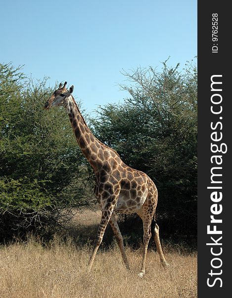 A Giraffe, photographed in the wild, South Africa.