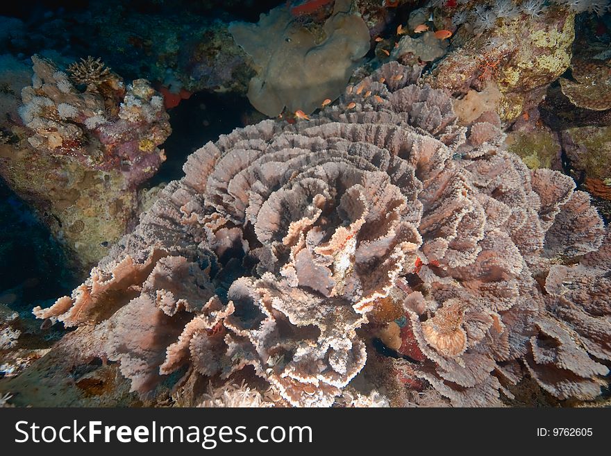 Elephant ear coral taken in the red sea.
