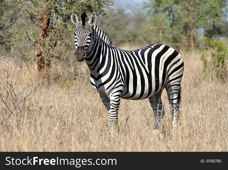A Zebra, photographed in the wild, South Africa.
