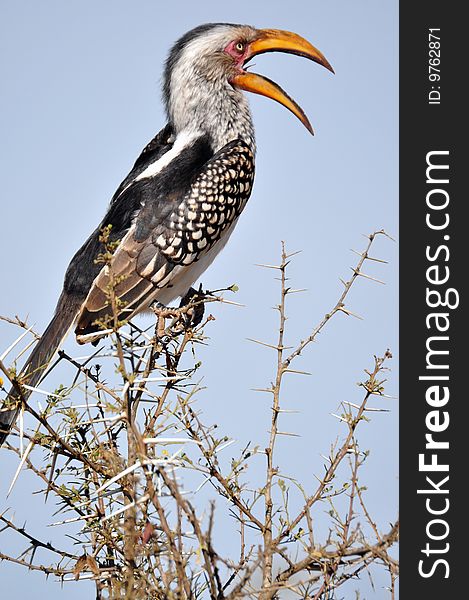 A Southern Yellowbilled Hornbill, photographed in the wild, South Africa.