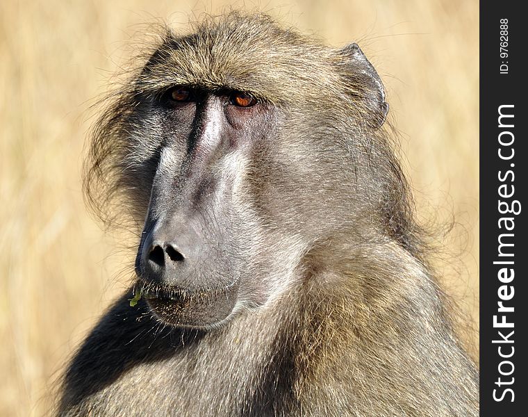 A Chacma Baboon portrait, photographed in the wild, South Africa.