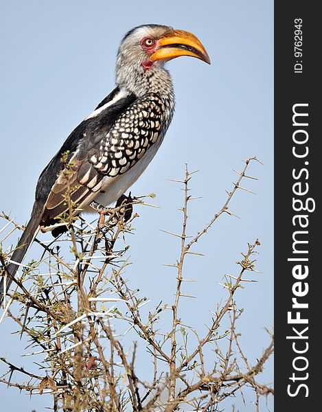 A Southern Yellowbilled Hornbill, photographed in the wild, South Africa.